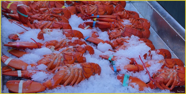 Freshly cooked lobster cooling on ice to preserve its succulent flavor and texture.